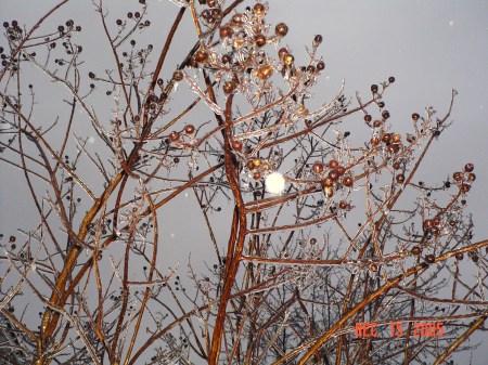 Ice covered trees