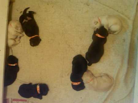 all pups in pen