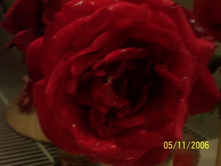 My Roses.