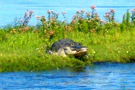 A gator we saw on an airboat ride 07/09