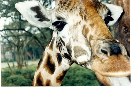 I Fed this Giraffe- Nairobi, Kenya