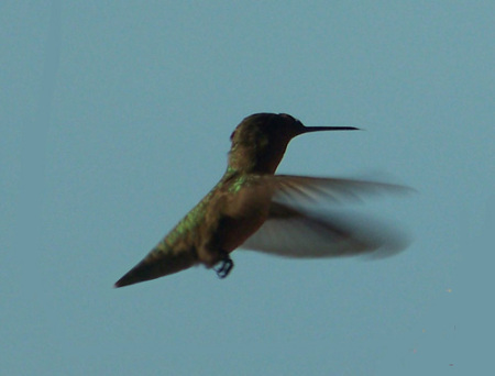 Humming Bird