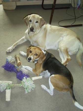 My Boys...Tito (Yellow Lab), Rudy (Beagle)