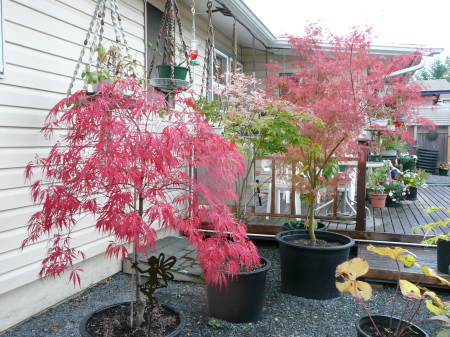 Japanese Maples fall color