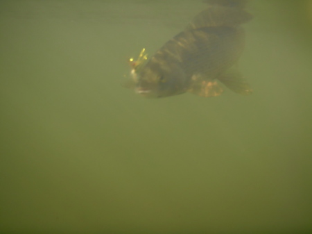 Alaskan Grayling.