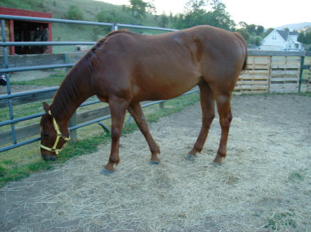 My New Horse "Nat"
