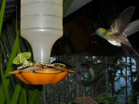 Hooded Praying Mantis & Humming bird