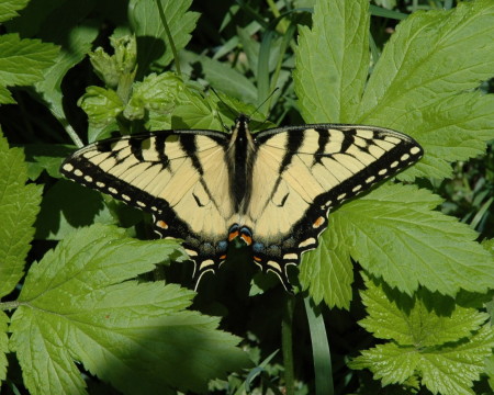 Eastern Tiger Swallowtail on Mayapple