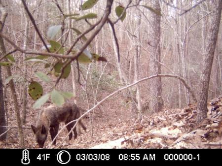 A CHOCOLATE COYOTE