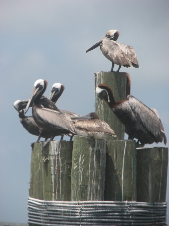 Awesome pelicans photo