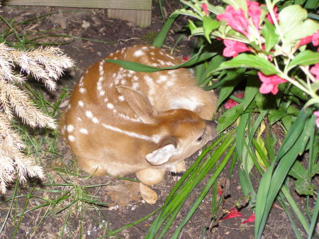 New Born fawn