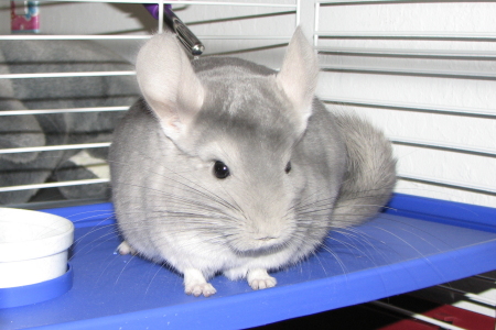 Mochi the Chinchilla