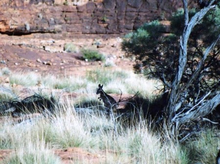 King's Canyon Australia