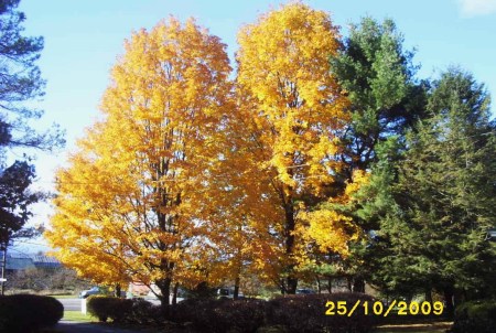 Fall 2009