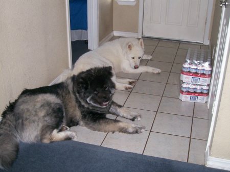 my akita's