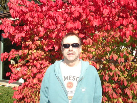 Flaming bush autumn 2009