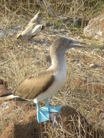 Blue Footed Booby