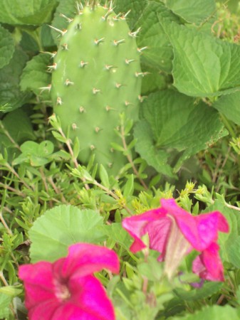 Wisconsin Cactus.......