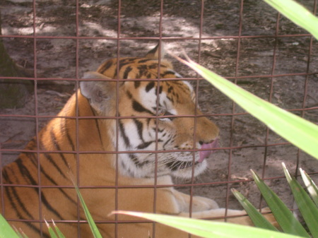 Huge Tiger