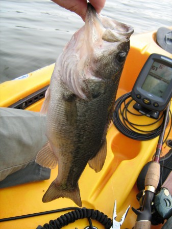 Catching bass from a kayak is just plain fun!