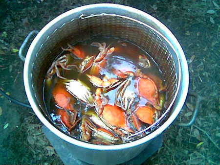 Cooking the Crabs