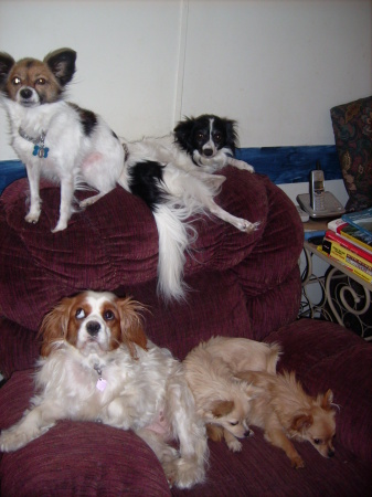 My Dog Family