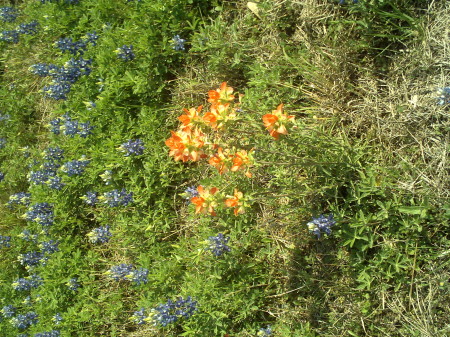 more bluebonnets