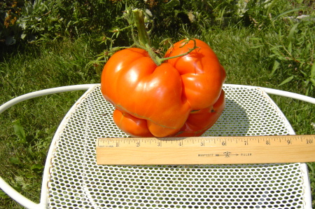 More of the Giant Tomato
