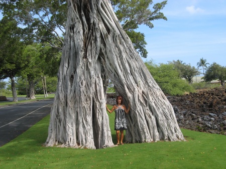 Giant Ficus at the Mauna Lani