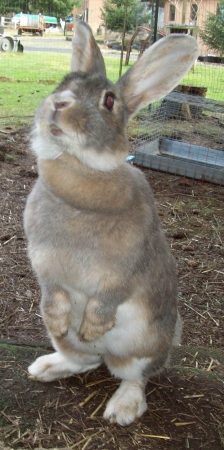 Bunny Beggar