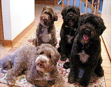 Jake, Scrunch, Bailey & Crosby