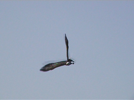 Eagle In Flight