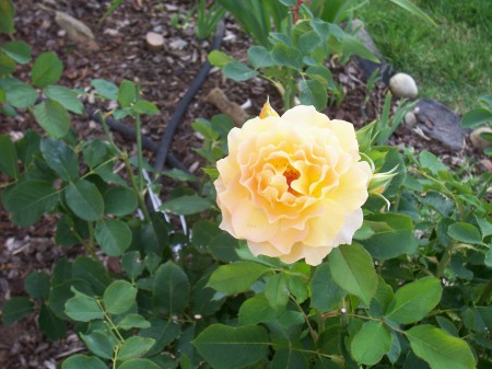 Honey Bouquet Floribunda