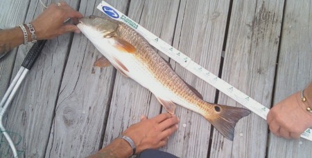 21" Red