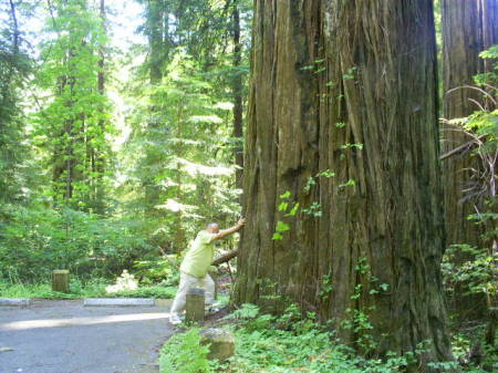 Avenue of the Giants, California