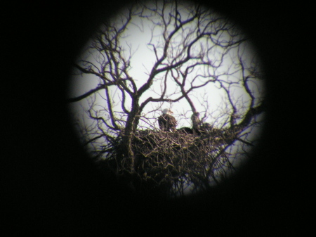 american bald eagle babies '05'