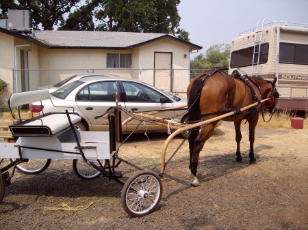 Tilly and buggy