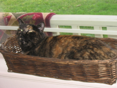 Pepper sleeping in window