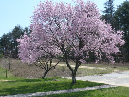 cherry blossoms