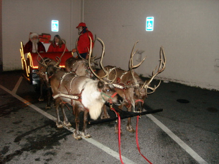 Real reindeers that haul santa and his gifts