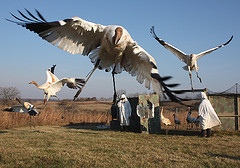 Operation Migration Young Whooping Cranes