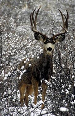 Colorado Mule Deer