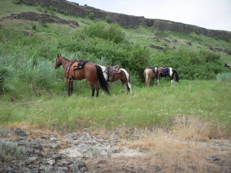 Our horses tied while stopped for lunch