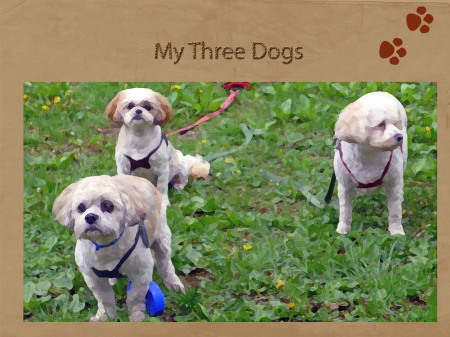 My Three Dogs