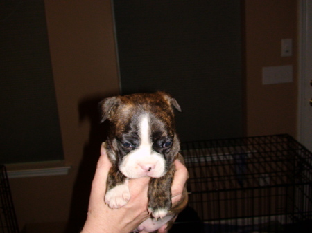 My first all brindle boston..I wanted a female