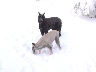 Raven and Luger in the snow