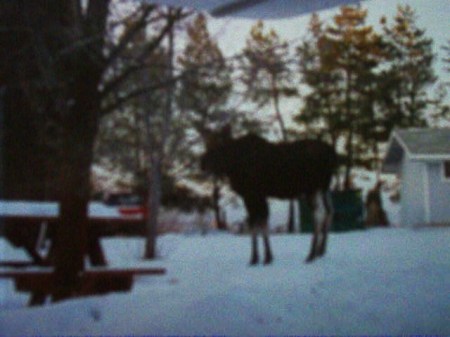 Moose in park