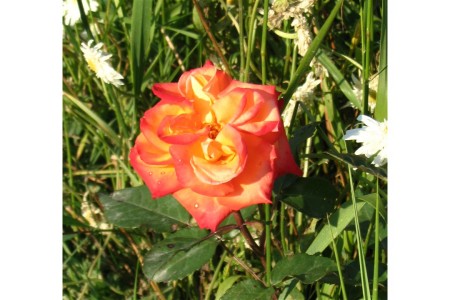 Slovenjian Rose