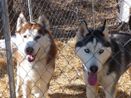 Our Huskies