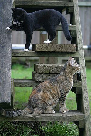 Megan (on bottom) and Suzi